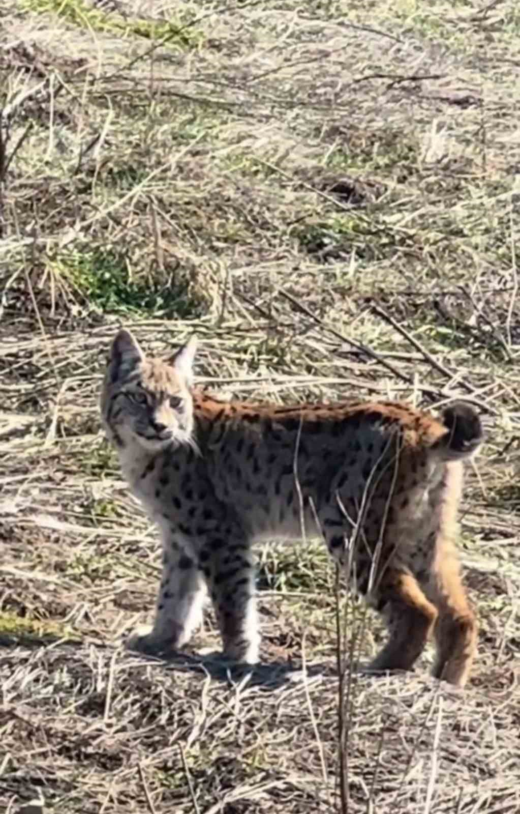 Ormanın hayaleti çığlık atarken görüntülendi
