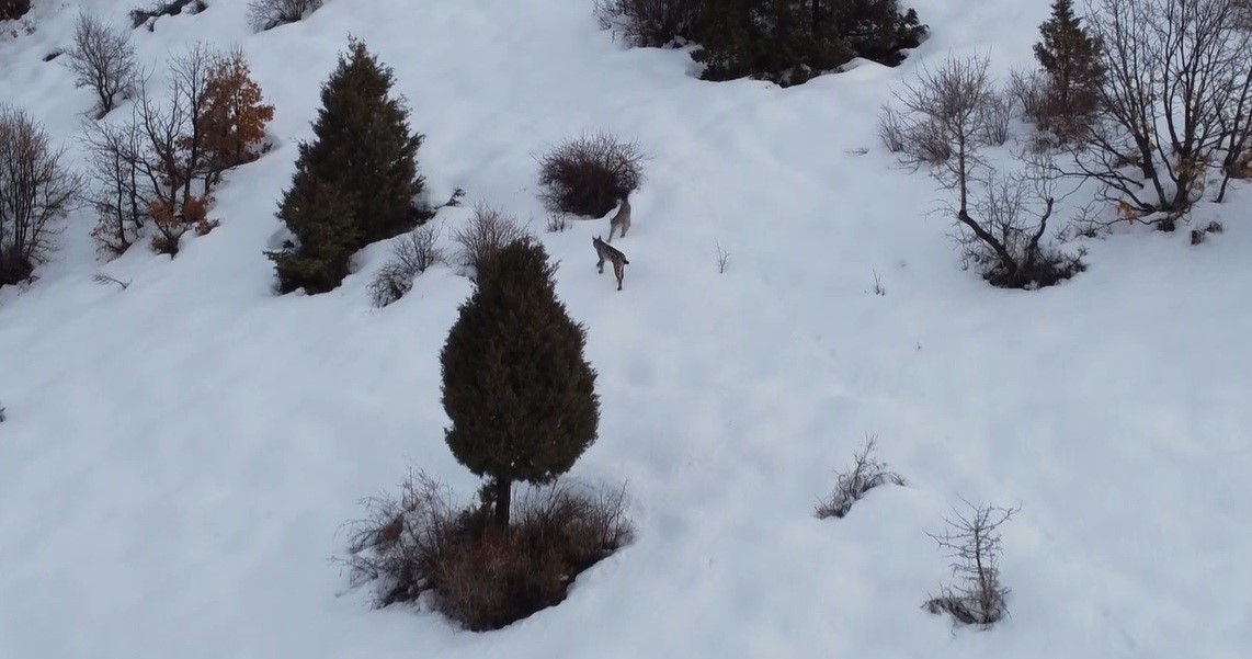 "Ormanın hayaleti" vaşak ailesi Refahiye’de havadan görüntülendi
"Ormanın hayaleti" vaşak ailesi Refahiye’de havadan görüntülendi