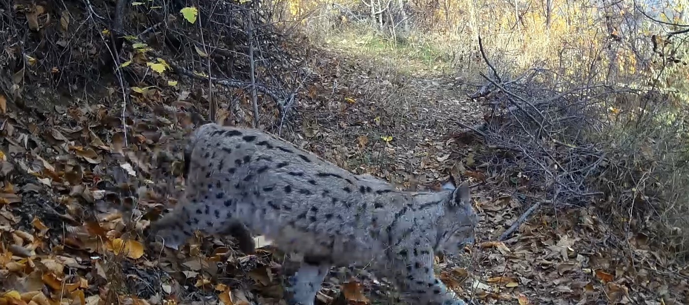 "Ormanın Hayaleti" vaşak güvenlik kamerasına yansıdı
