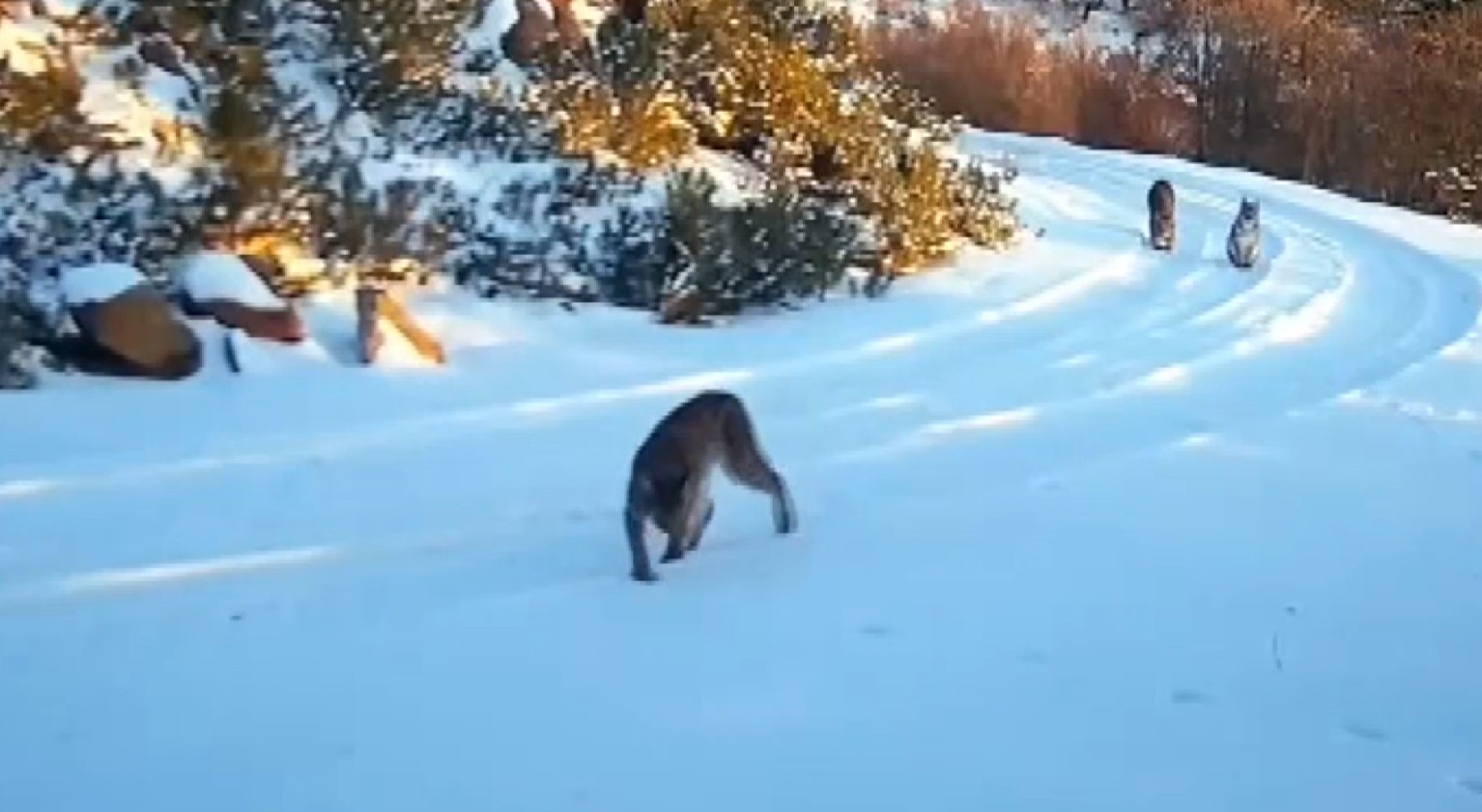 "Ormanın hayaleti" vaşak kamerada
