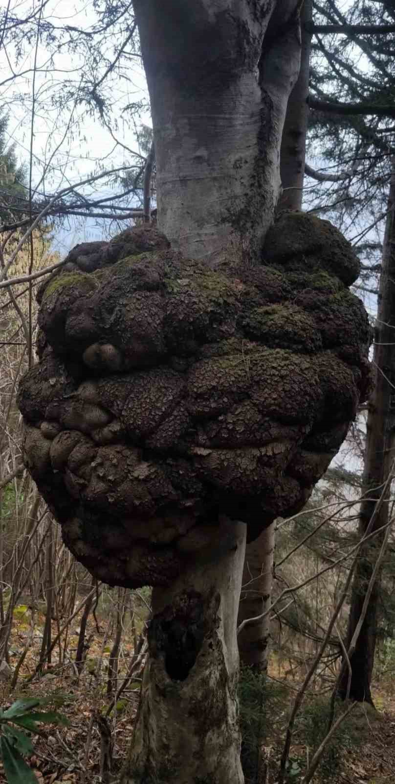 Ormanın kalbindeki ağaç yumrusu görenleri hayrete düşürdü
