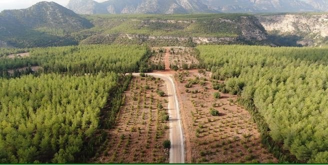 Ormanlarda yeni dönem: Daha dirençli, daha güçlü
