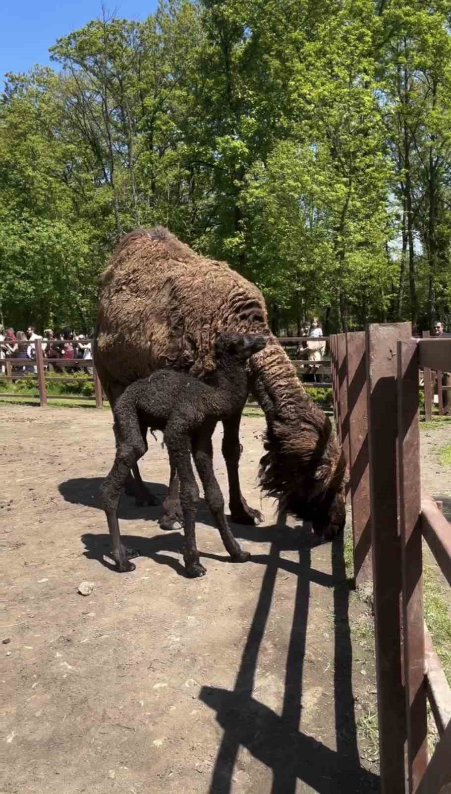 Ormanya’da doğan yavru deve için renkli kutlama
