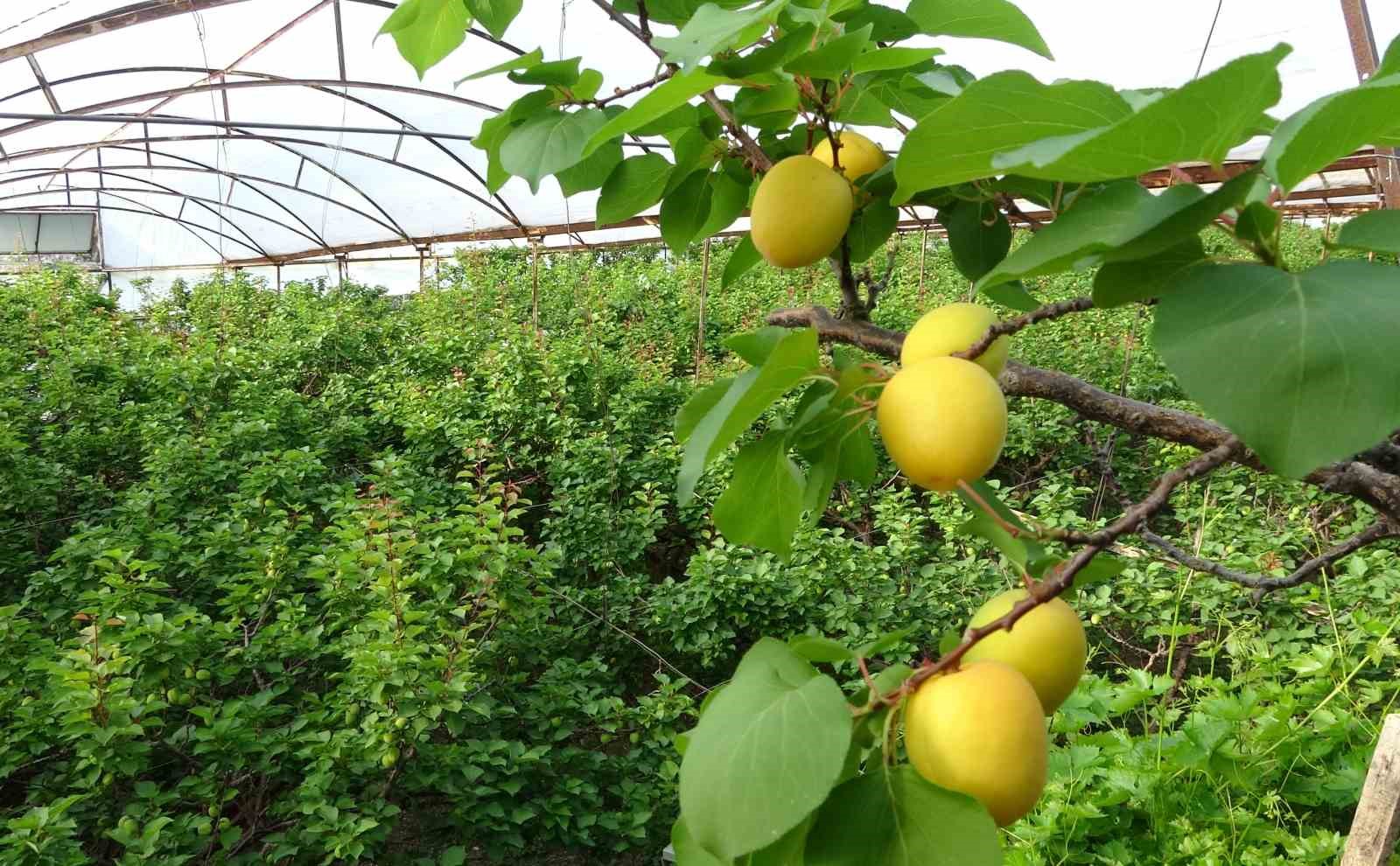 Örtü altında turfanda kayısı hasadı başladı
