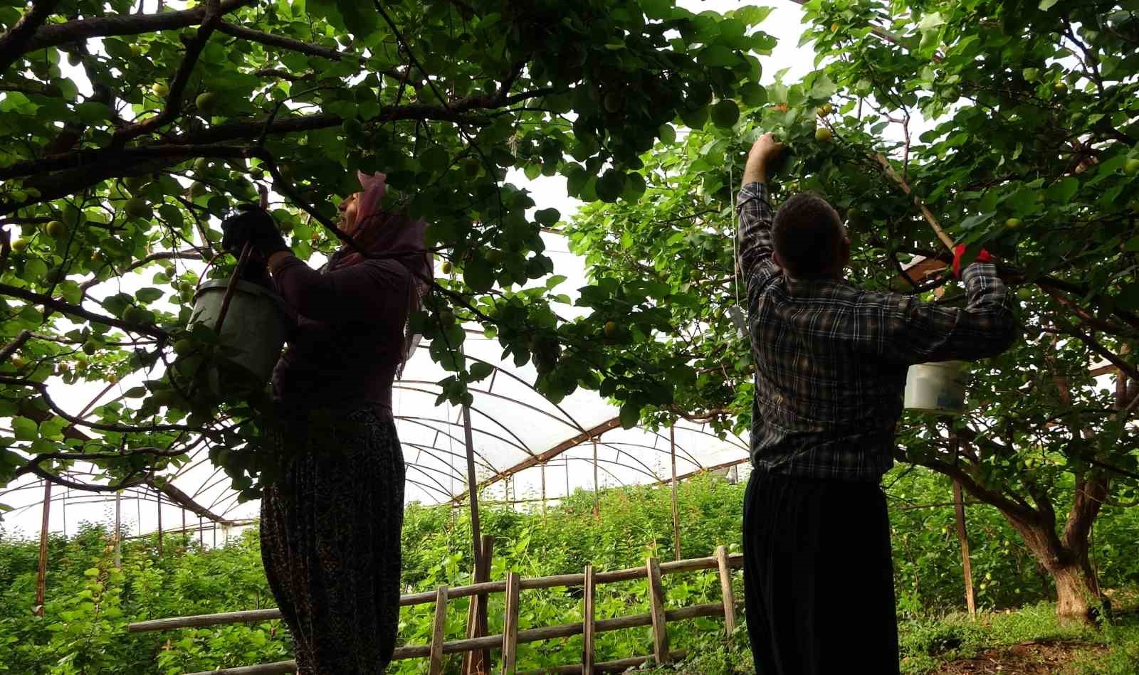 Örtü altında turfanda kayısı hasadı başladı
