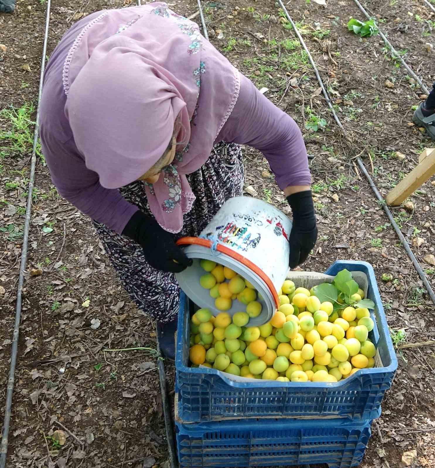 Örtü altında turfanda kayısı hasadı başladı
