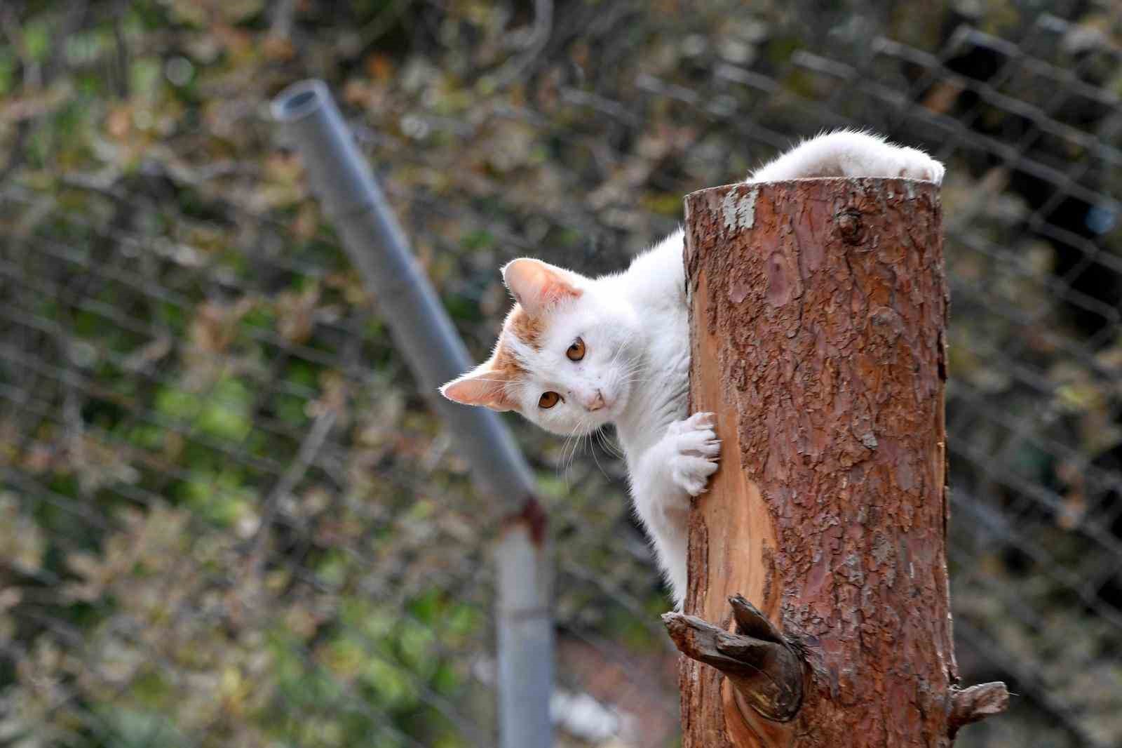 Osmangazi Belediyesi can dostların umudu oluyor
