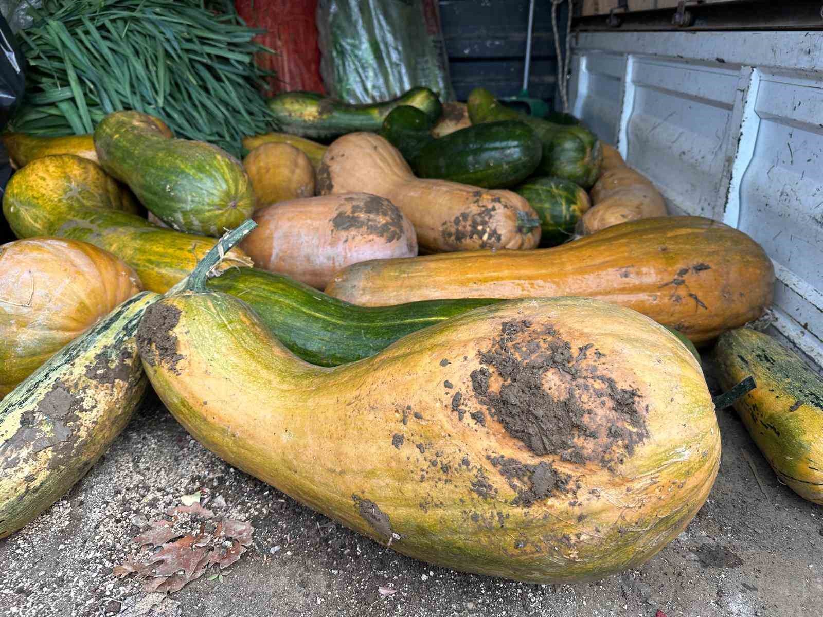 Osmangazi’de 30 kilogramlık Kıbrıs bal kabağı yetiştirildi
