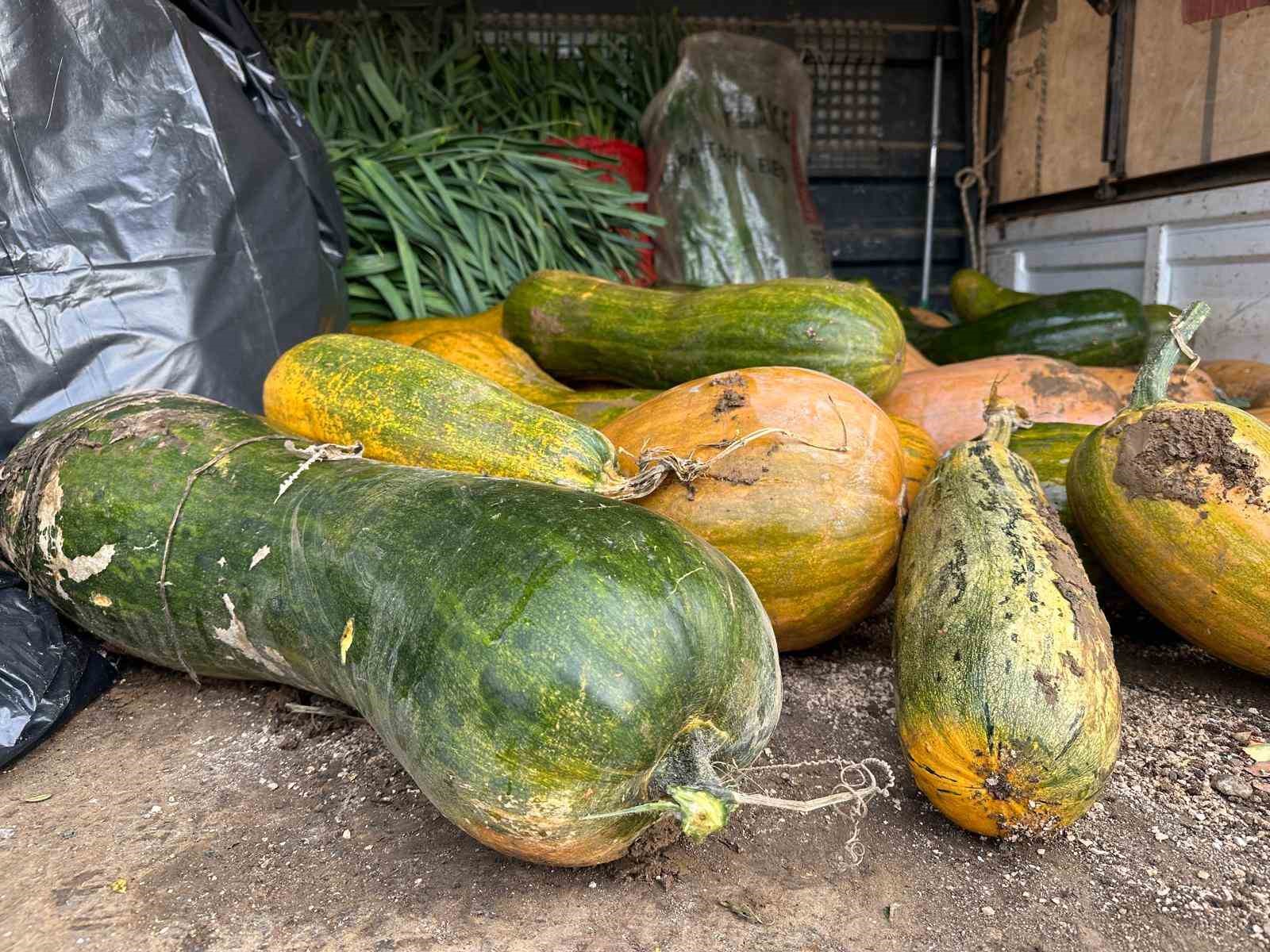 Osmangazi’de 30 kilogramlık Kıbrıs bal kabağı yetiştirildi
