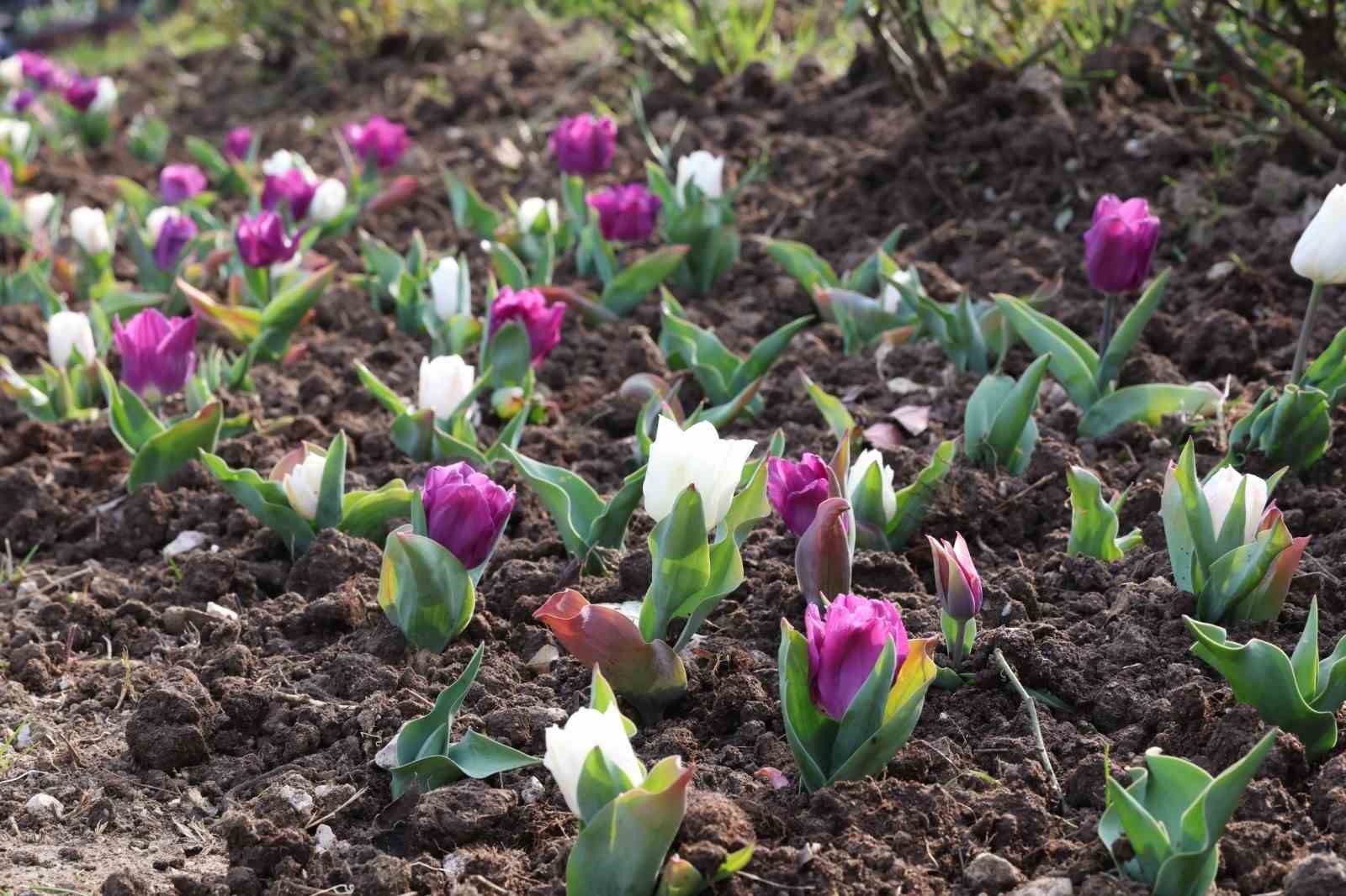 Osmangazi’nin her bir noktası çiçek açtı
