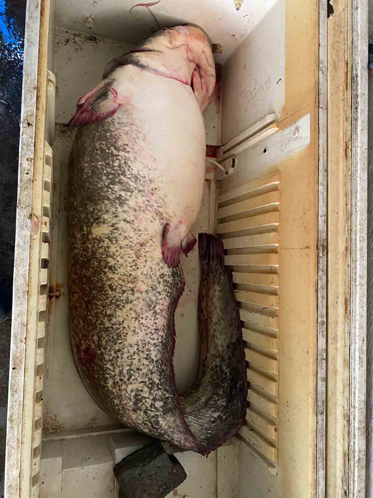 Osmaniye’de 2 metrelik dev yayın balığı vatandaşın ilgi odağı oldu
