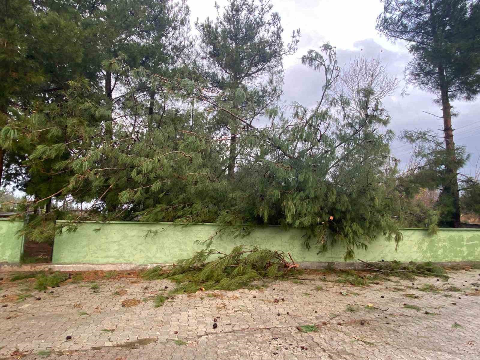 Osmaniye’de şiddetli rüzgar dev ağaçları kökünden söktü
