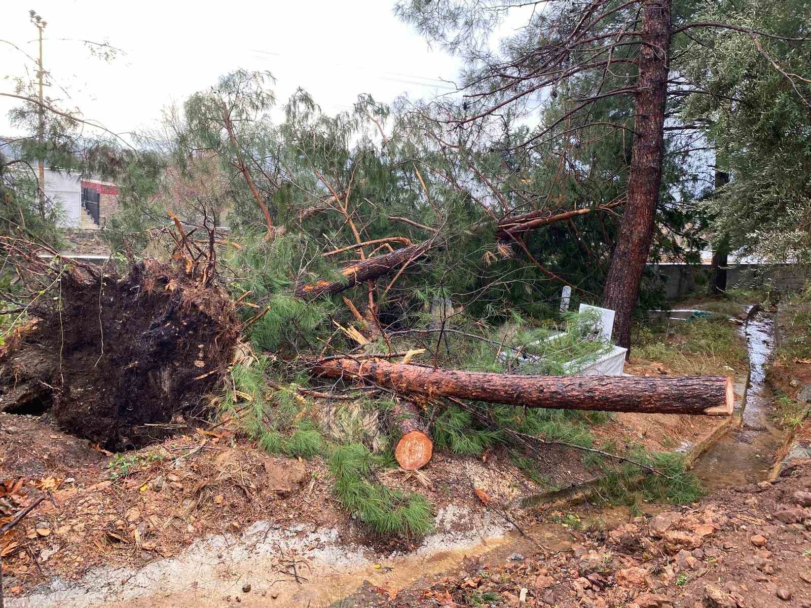 Osmaniye’de şiddetli rüzgar dev ağaçları kökünden söktü
