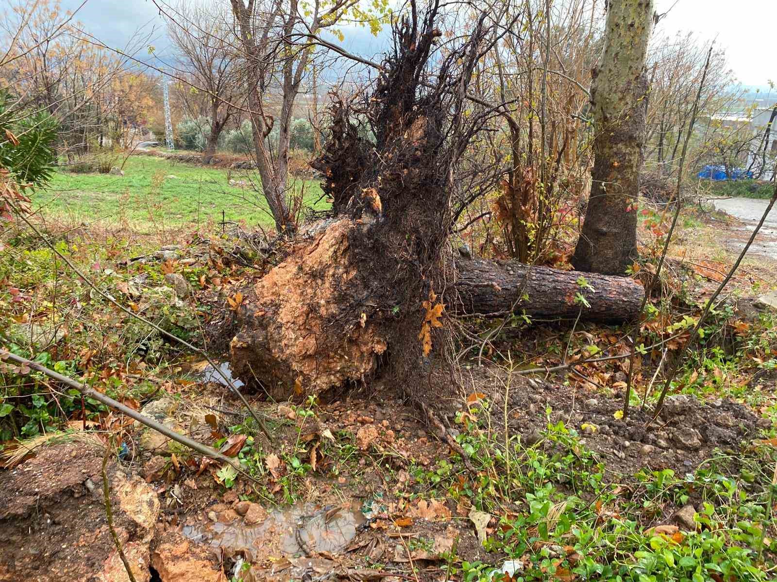 Osmaniye’de şiddetli rüzgar dev ağaçları kökünden söktü
