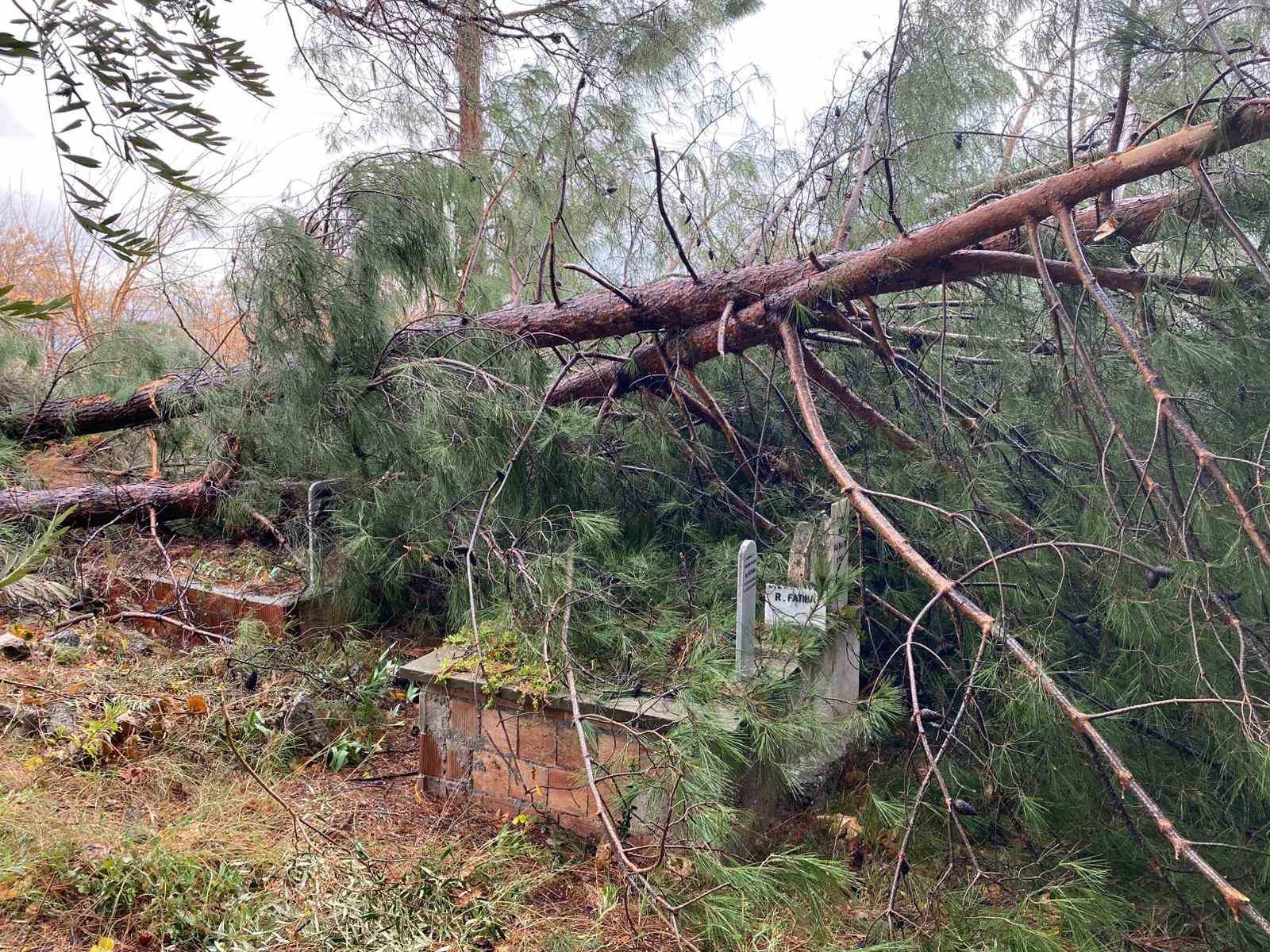 Osmaniye’de şiddetli rüzgar dev ağaçları kökünden söktü
