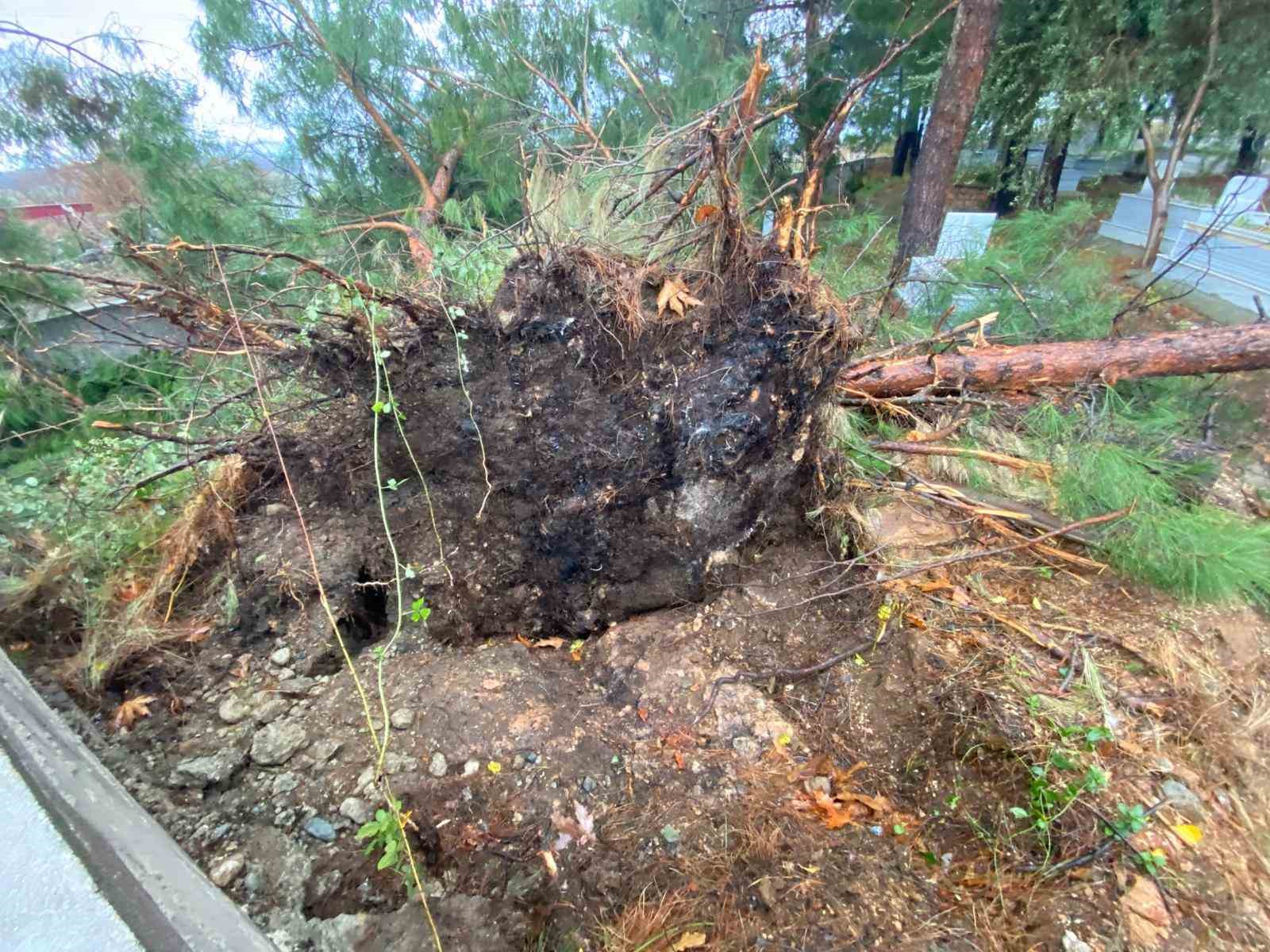 Osmaniye’de şiddetli rüzgar dev ağaçları kökünden söktü
