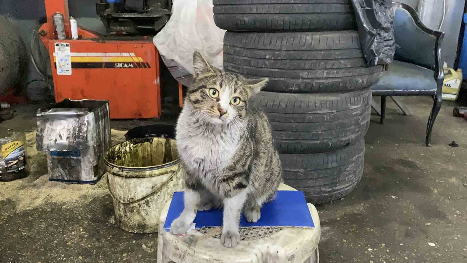 Oto tamircisinin en sadık çırağı "Şıkkıdı" oldu
