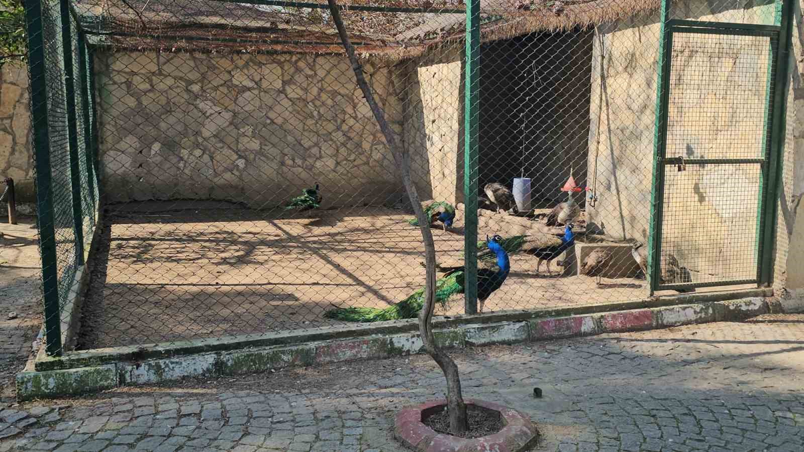 Otobüs bagajından hayvanat bahçesine
