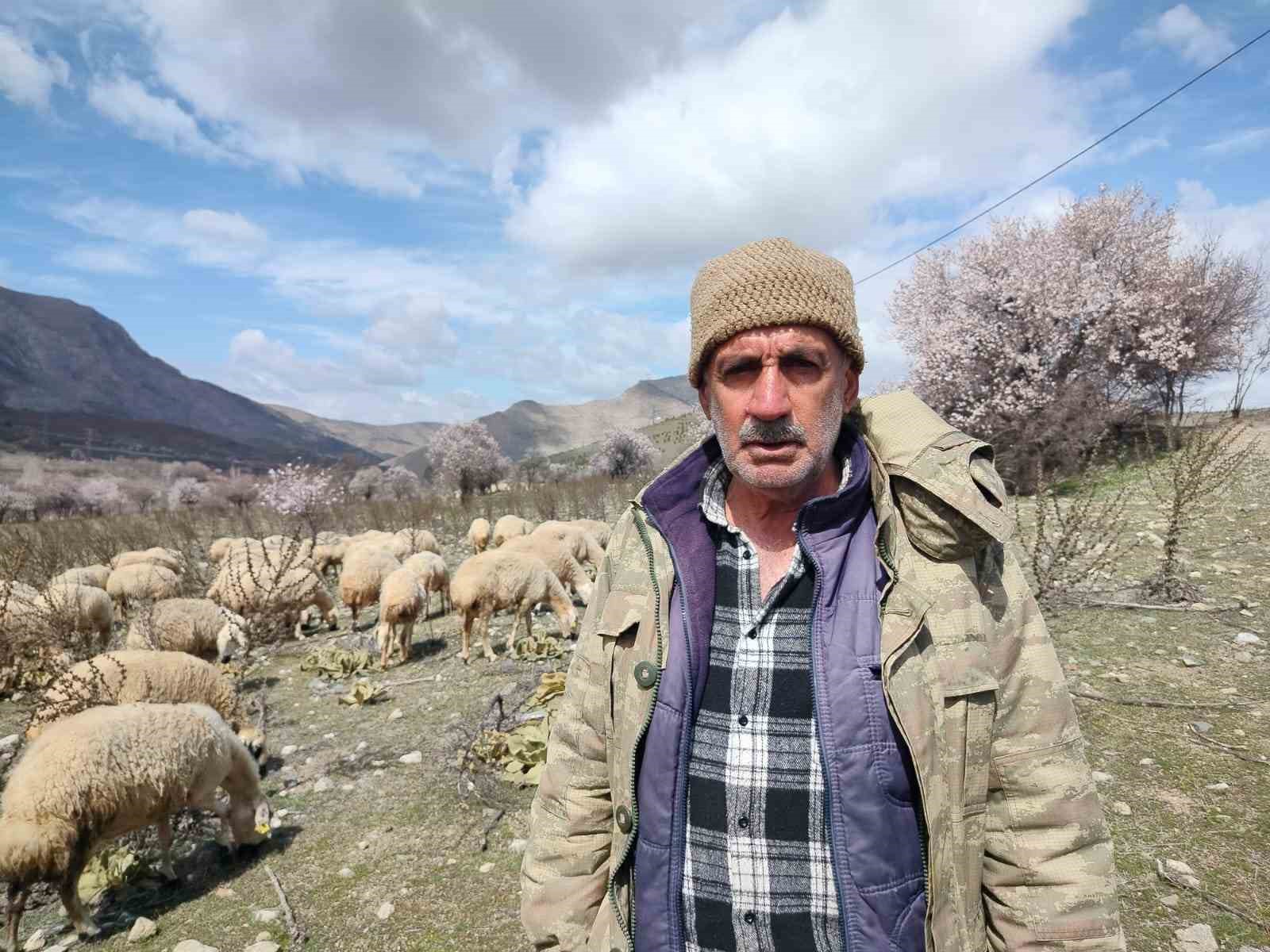 Otomobil koyun sürüsüne daldı: 9 koyun telef oldu
