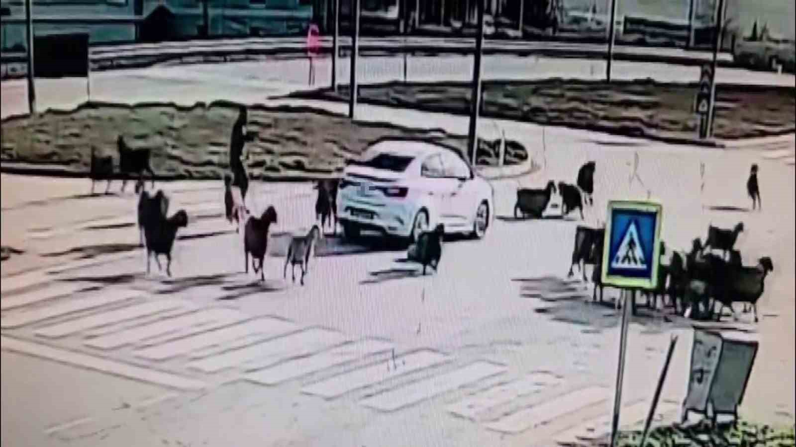 Otomobilin koyun sürüsünün arasına daldığı anlar kamerada
