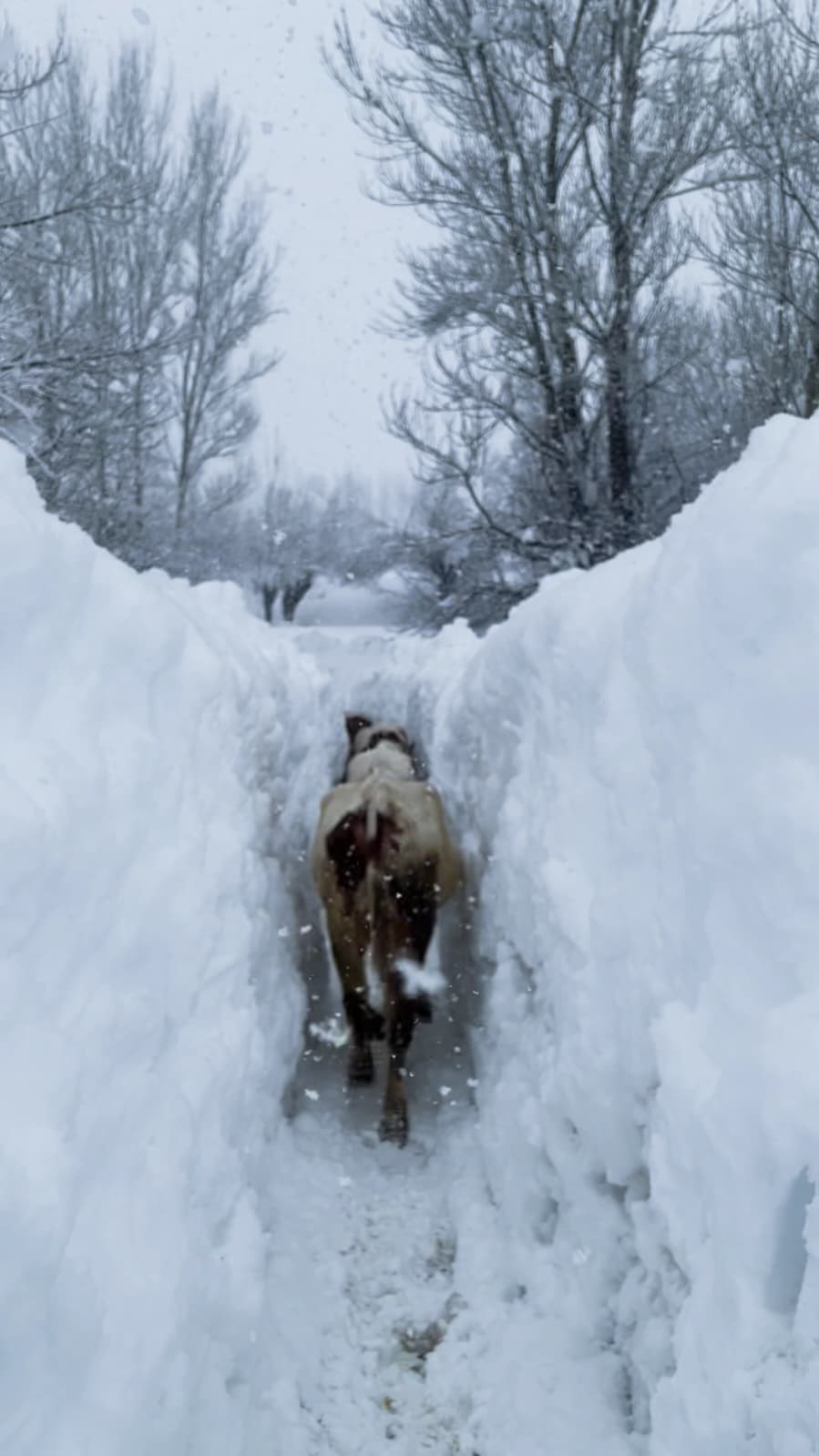Ovacık’ta besicilerin zorlu kış mesaisi: Hayvanları suya götürmek için metrelerce kalınlıktaki karı kürekle temizlediler
