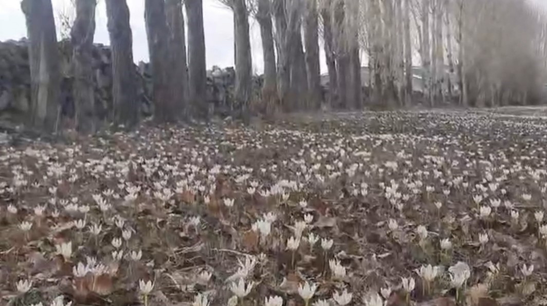 Özalp’te baharın müjdecisi çiğdemler açtı
