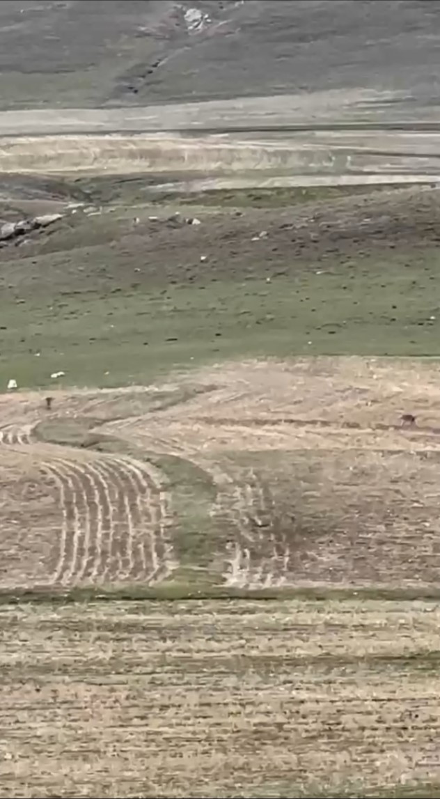 Özalp’te sürüye saldırmak için fırsat kollayan kurtlar görüntülendi
