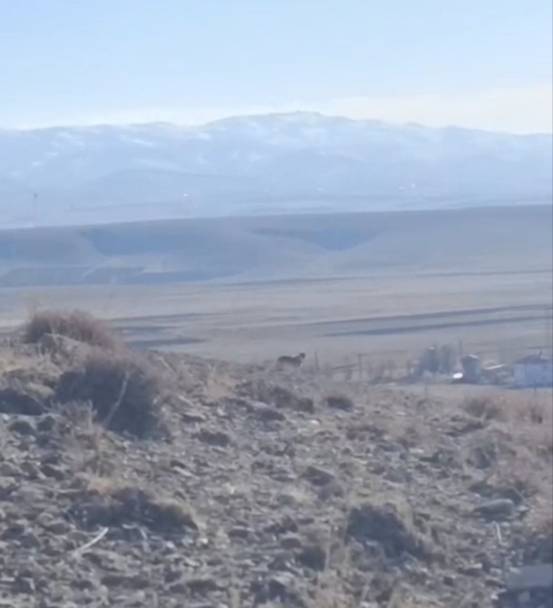 Özalp’te sürüye saldırmak için fırsat kollayan kurtlar görüntülendi
