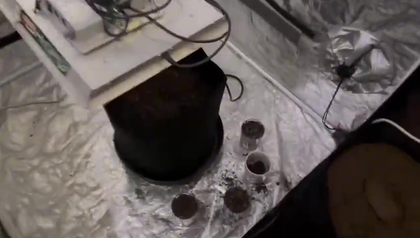 Özel düzenekle uyuşturucu yetiştirilen eve polis baskını
