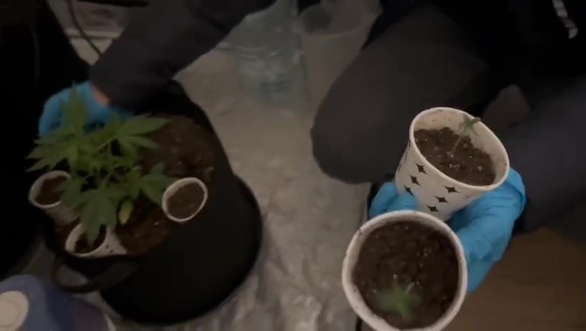 Özel düzenekle uyuşturucu yetiştirilen eve polis baskını
