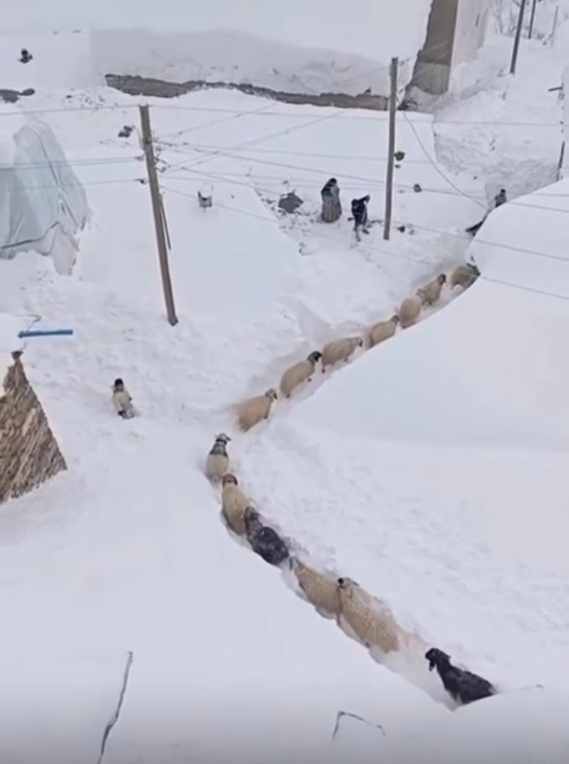 Patnos’ta yaşam kışın ardından canlanıyor
