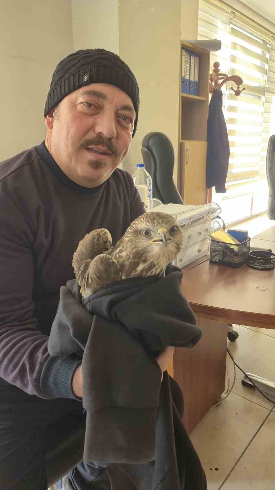 Payas’ta yaralı şahin bulundu
