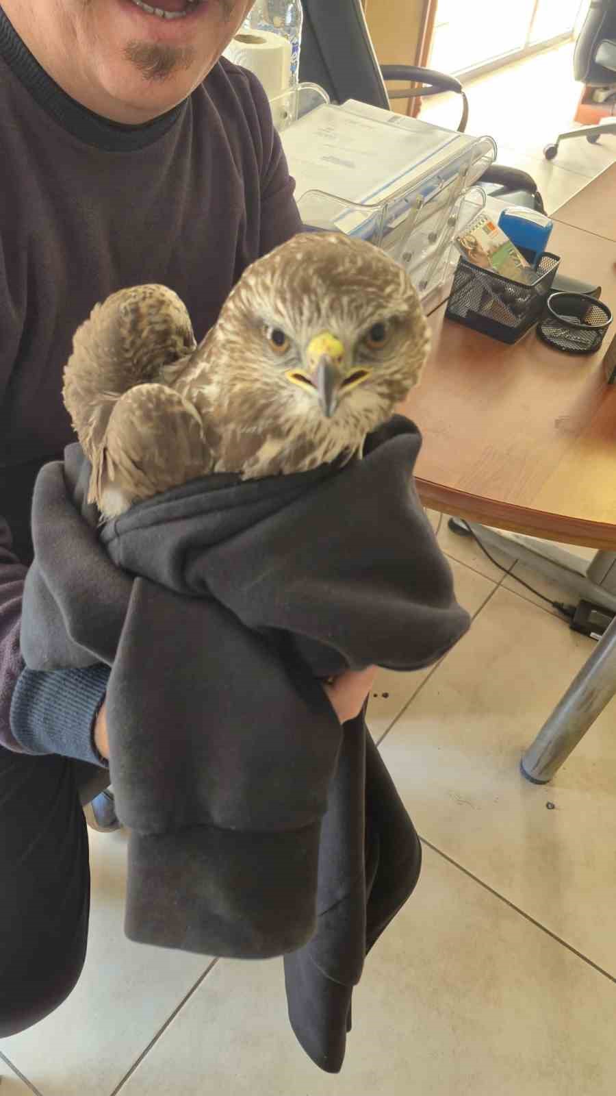 Payas’ta yaralı şahin bulundu
