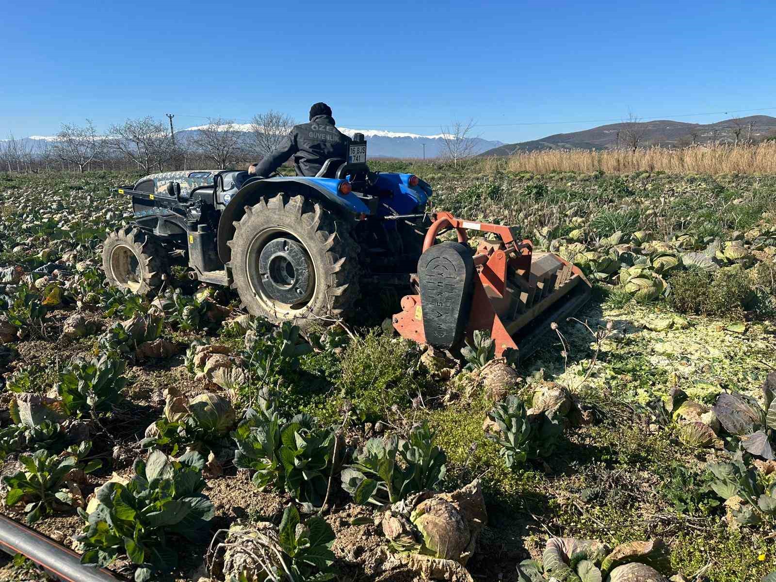 Pazarda 70 lira ama yüzbinlercesi tarlada çürüdü: Üreticiler Tarım Kredi’ye çağrı yaptı
