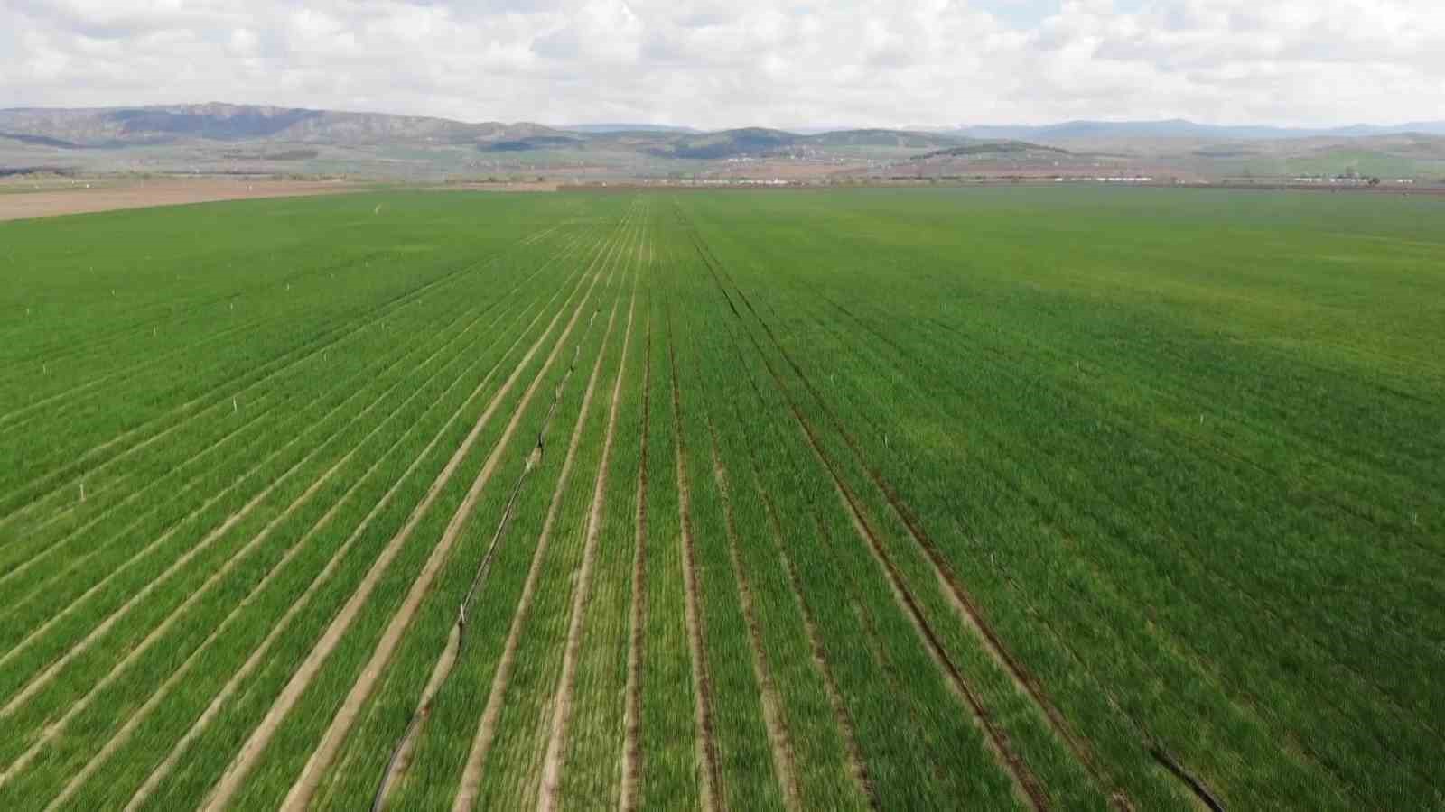 Pazarın en ucuzu soğan Amasya’dan Avrupa’ya gönderiliyor
