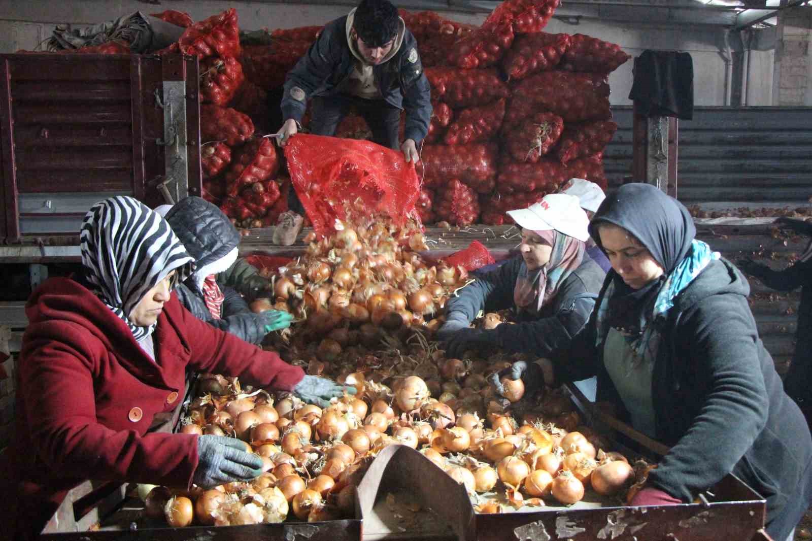 Pazarın en ucuzu soğan Amasya’dan Avrupa’ya gönderiliyor
