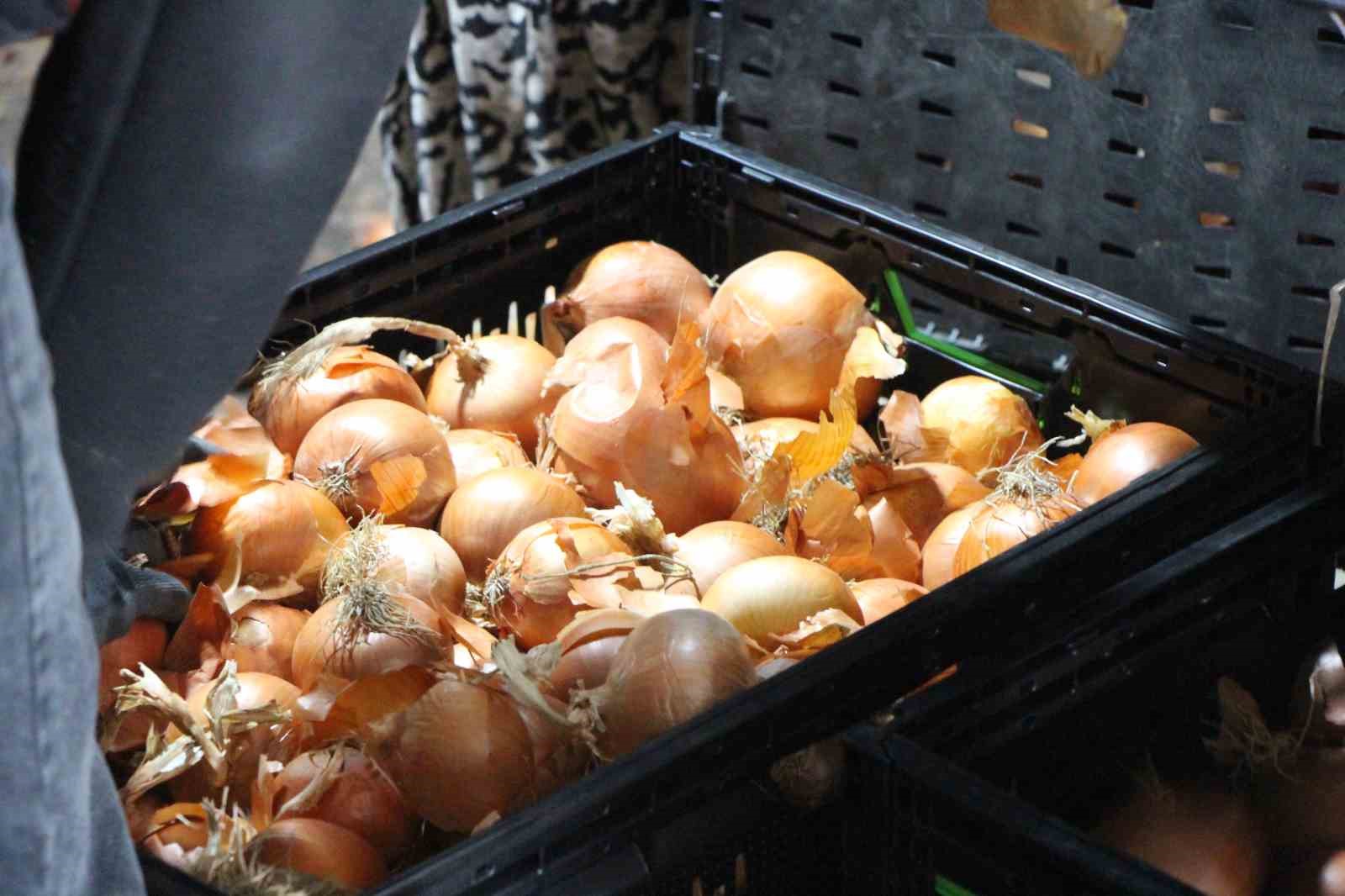 Pazarın en ucuzu soğan Amasya’dan Avrupa’ya gönderiliyor
