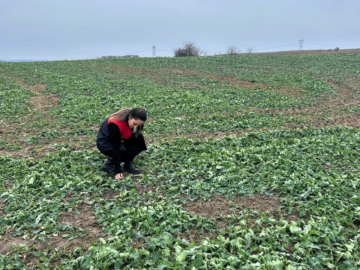 Pehlivanköy’de anıza ekim yapılan kanola tarlasında bitkinin fizyolojik gelişimi incelendi
