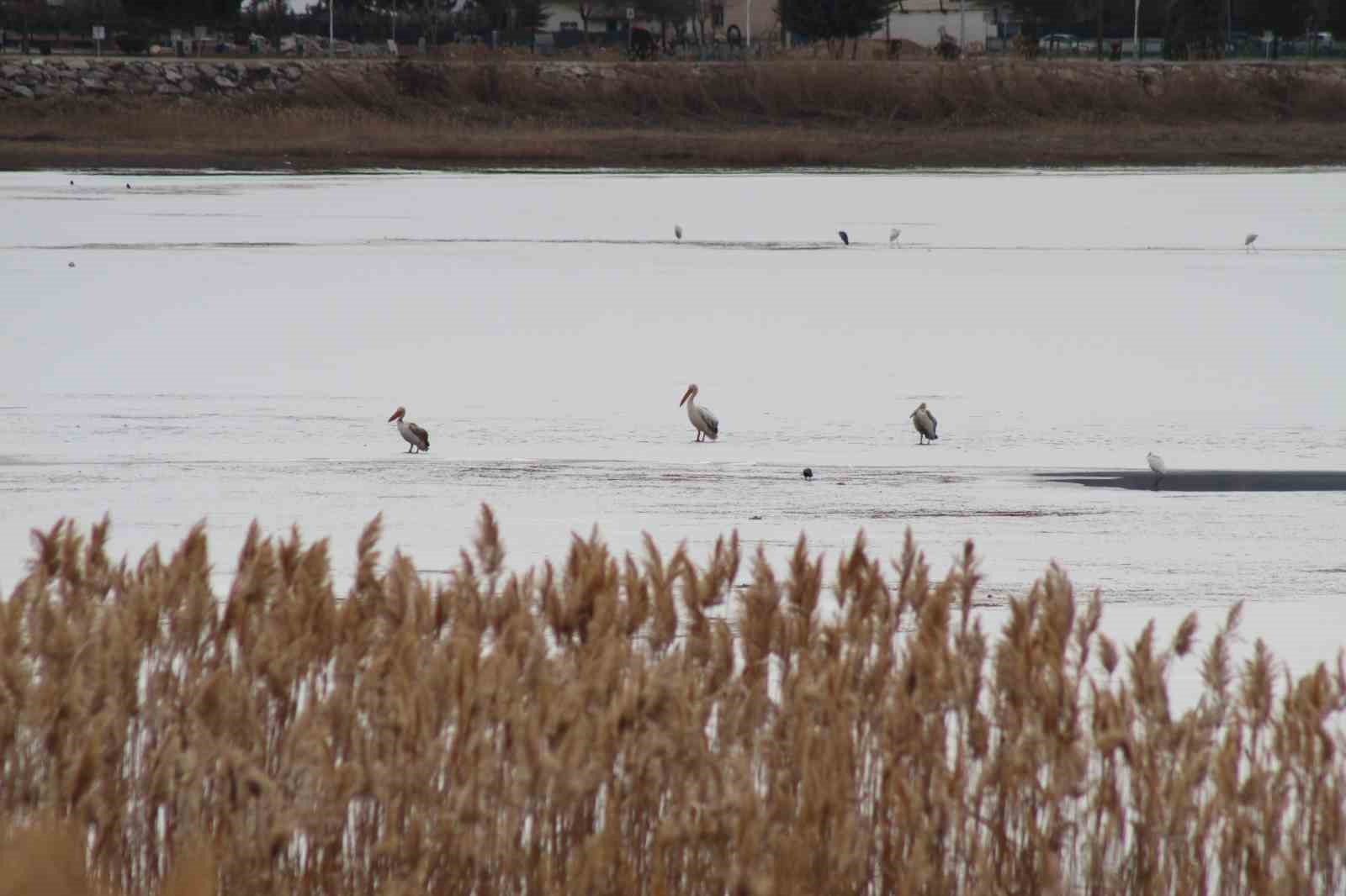 Pelikanlar, kıyıları buzla kaplanan gölde görüntülendi, kuş severler kıyıya akın etti
