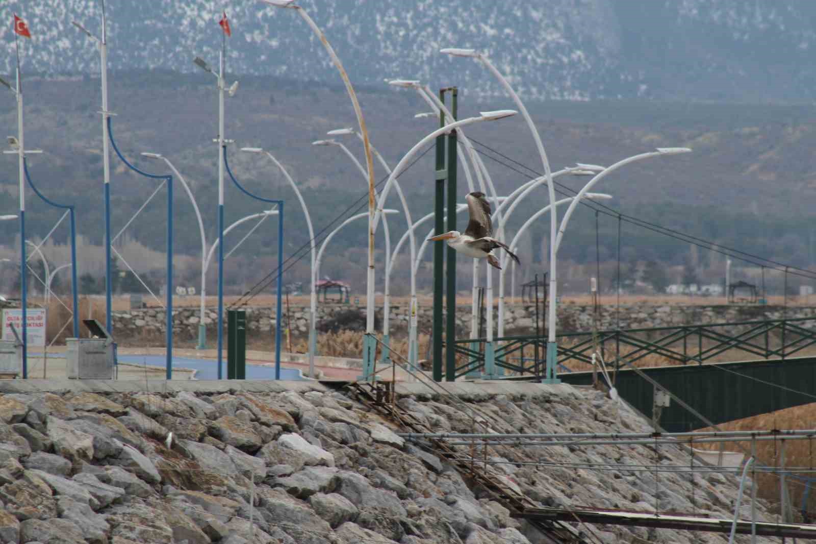 Pelikanlar, kıyıları buzla kaplanan gölde görüntülendi, kuş severler kıyıya akın etti
