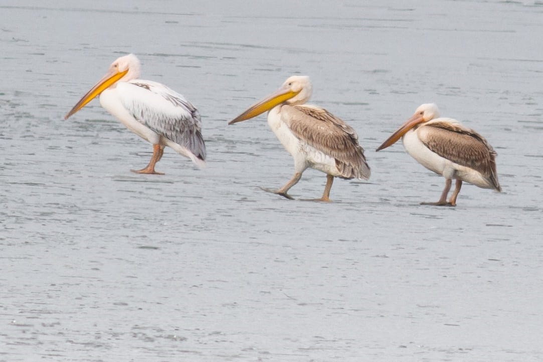Pelikanlar, kıyıları buzla kaplanan gölde görüntülendi, kuş severler kıyıya akın etti
