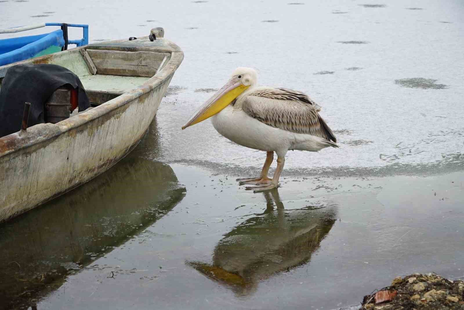 Pelikanlar, kıyıları buzla kaplanan gölde görüntülendi, kuş severler kıyıya akın etti
