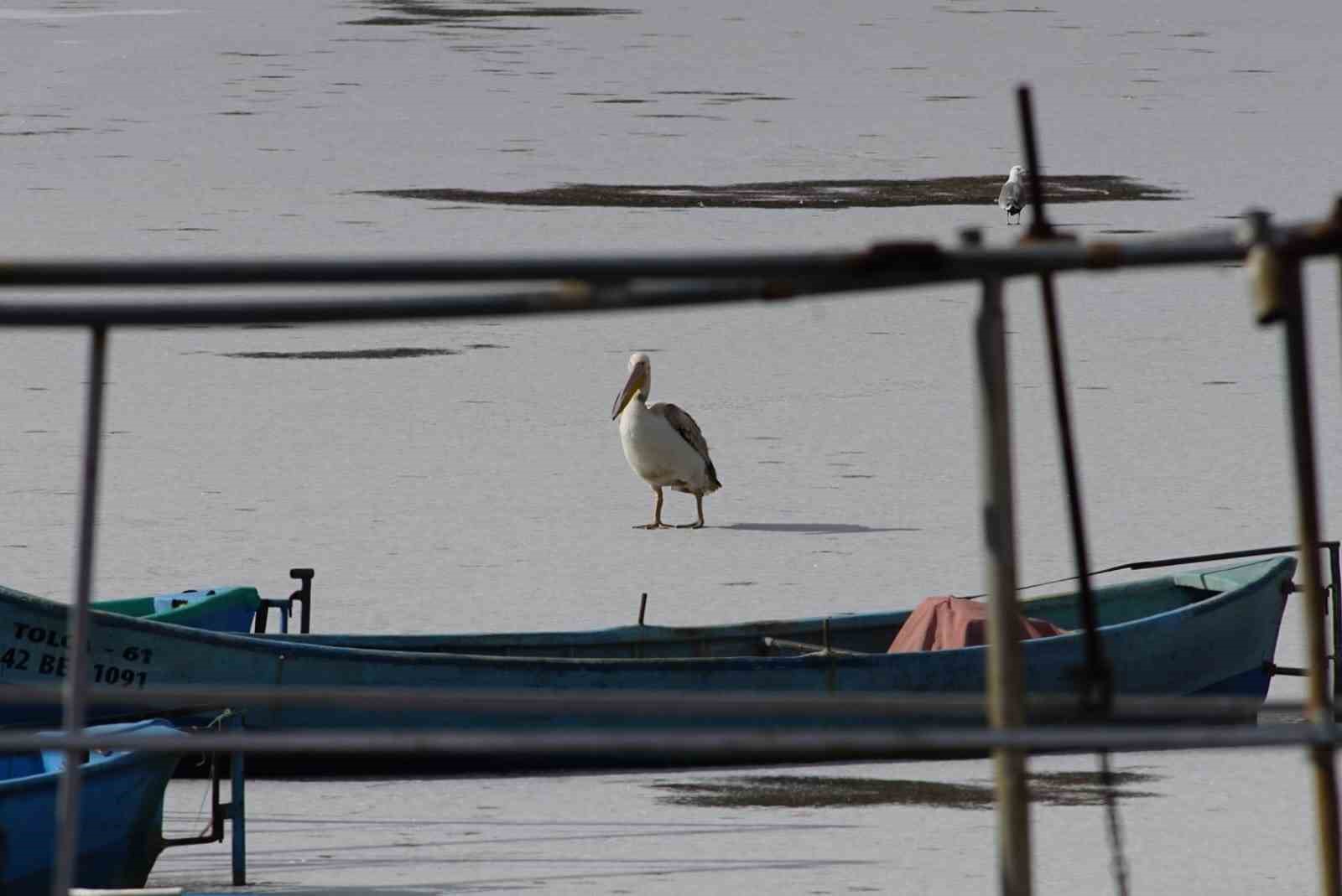 Pelikanlar, kıyıları buzla kaplanan gölde görüntülendi, kuş severler kıyıya akın etti
