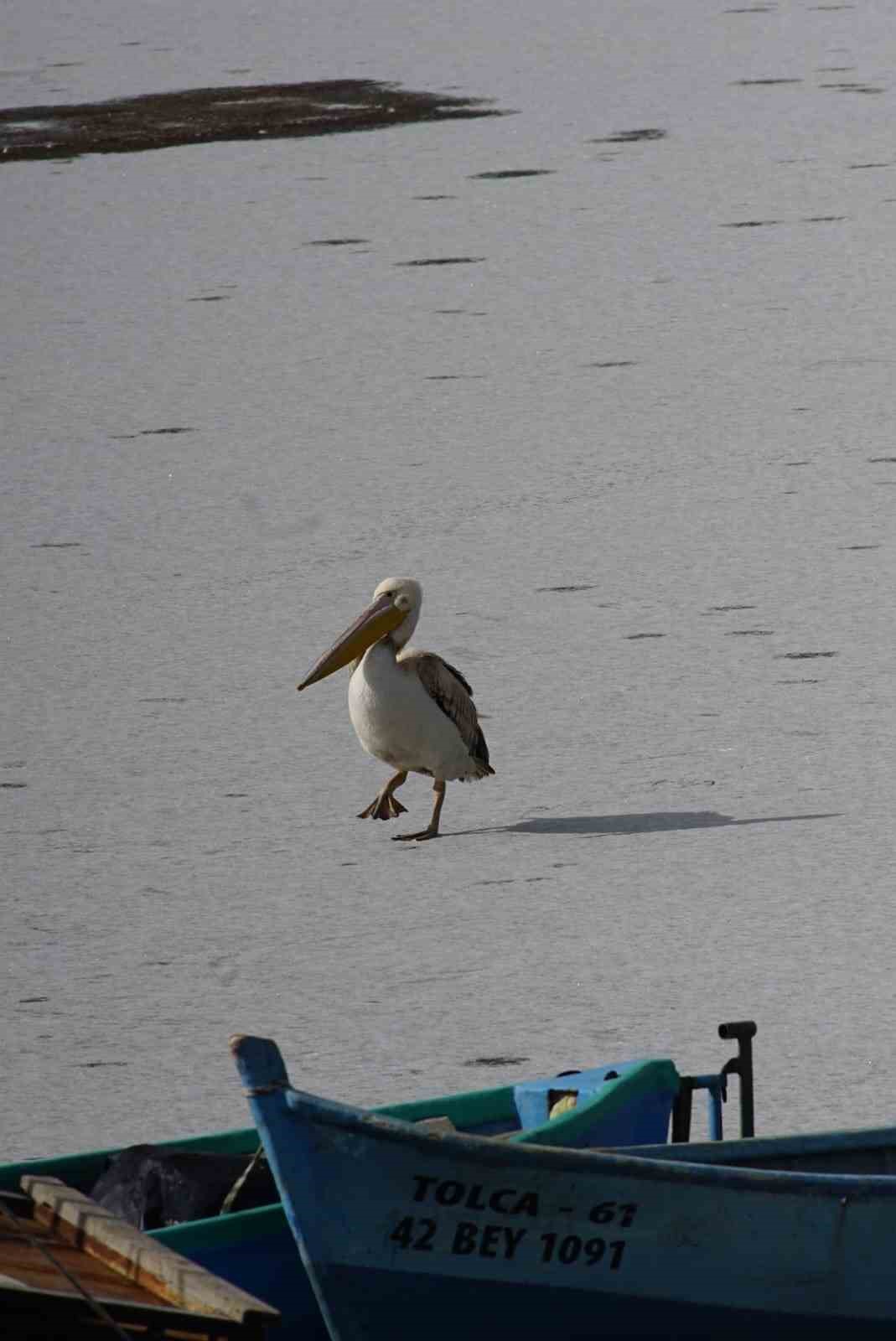 Pelikanlar, kıyıları buzla kaplanan gölde görüntülendi, kuş severler kıyıya akın etti
