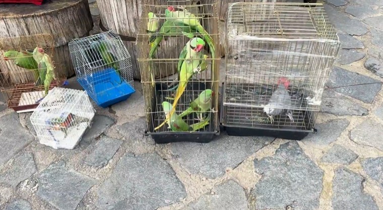 Petshop denetiminde 39 papağana el konuldu
