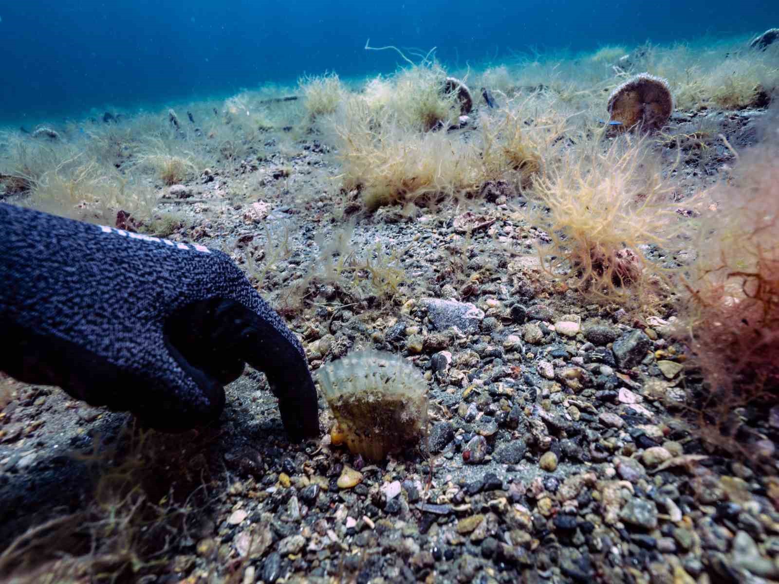 Pinalar son sığınağı Marmara’da çoğalıyor; umut oluyor

