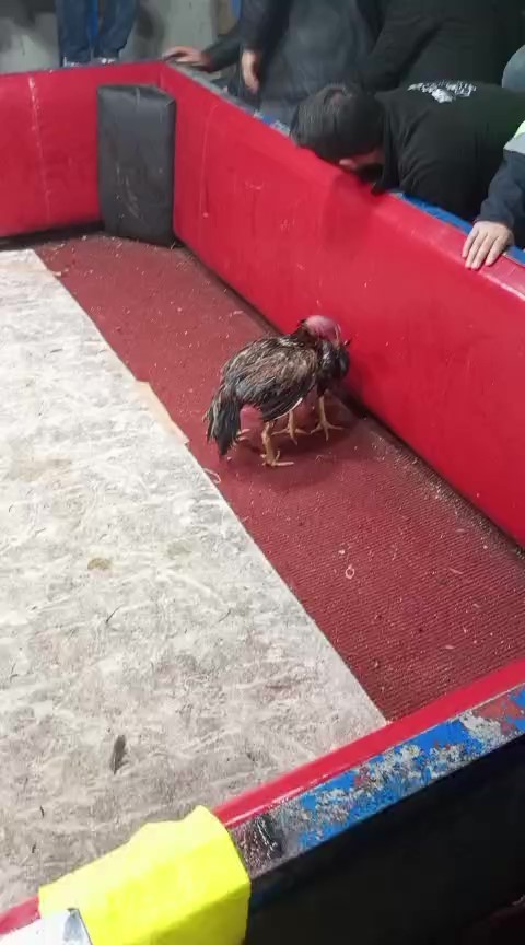 Polis, temizlik işçisi kılığına girerek horoz dövüşünü ortaya çıkardı
