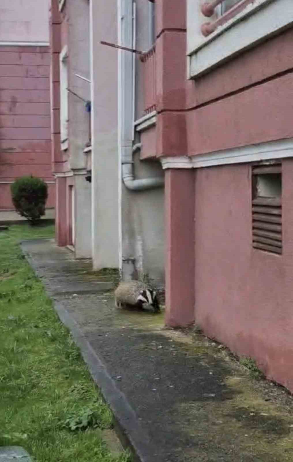 Porsuk yanlışlıkla site bahçesine girerse...
