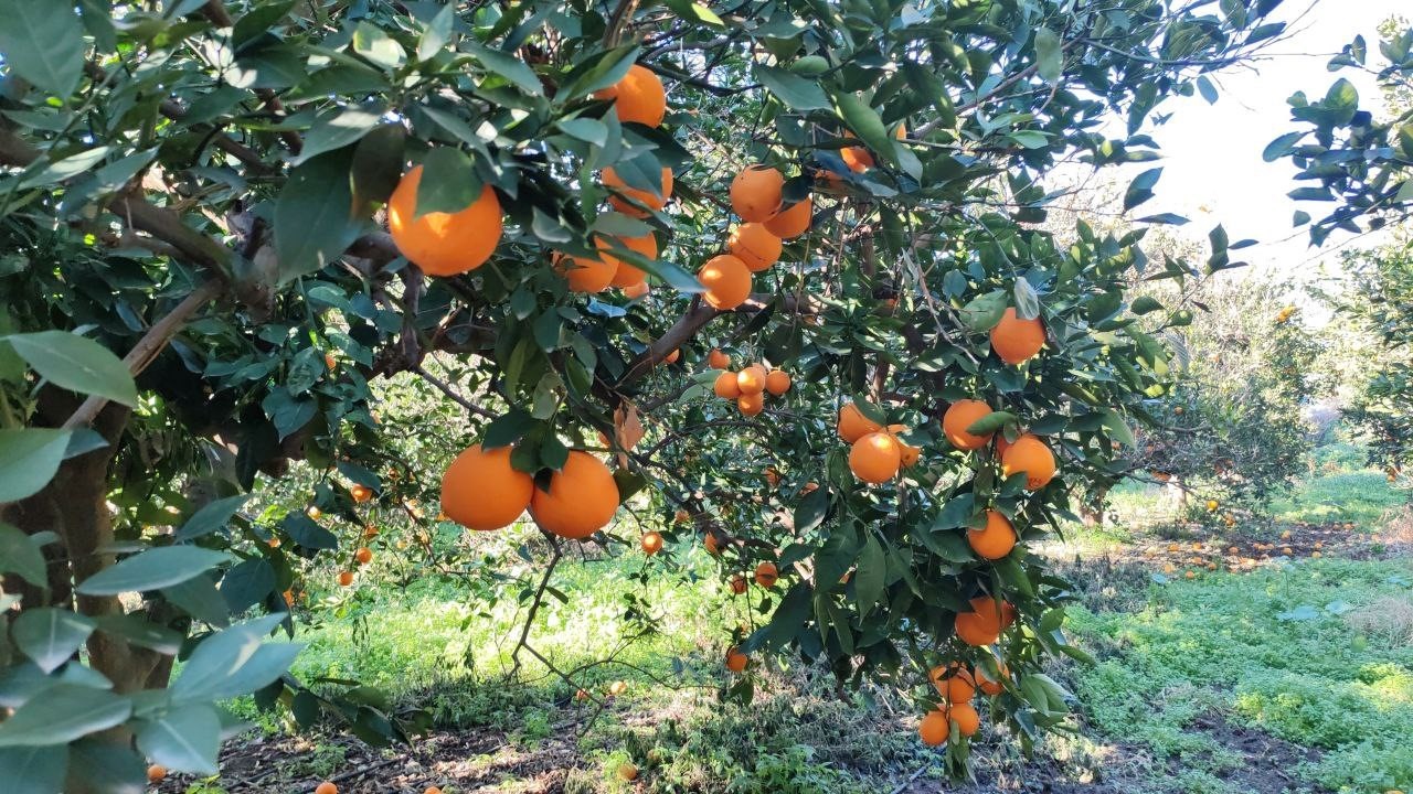 Portakal çalarken suçüstü yakalanan 5 şahıs yakalandı
