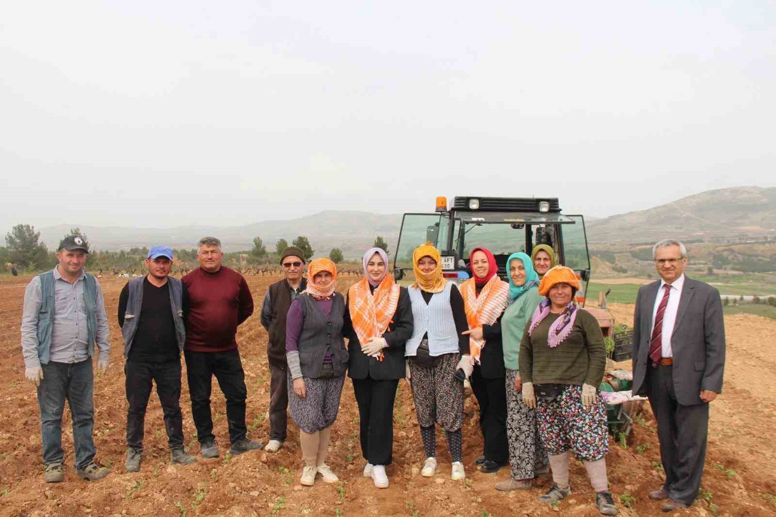 Poşusunu takan Kaymakam Kuran üreticilerle birlikte kekik dikti
